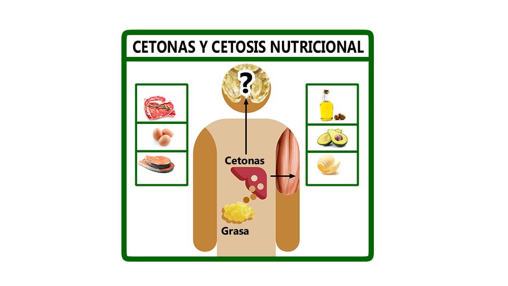 Cetonas y Cetosis Nutricional